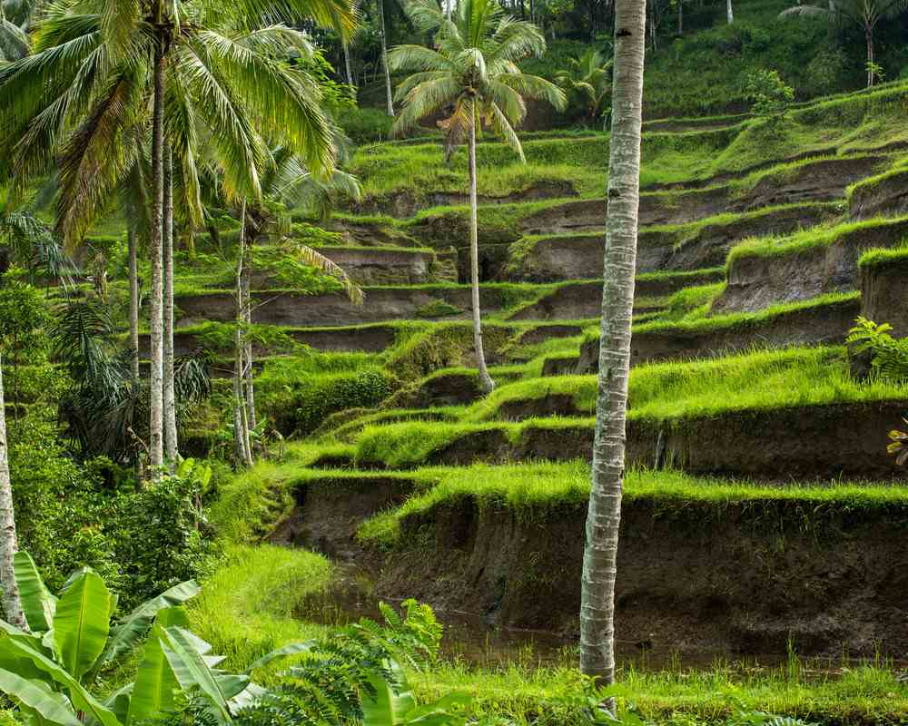 ubud must visit places in bali