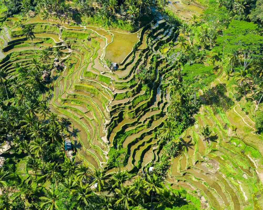 tegalalang rice terrace